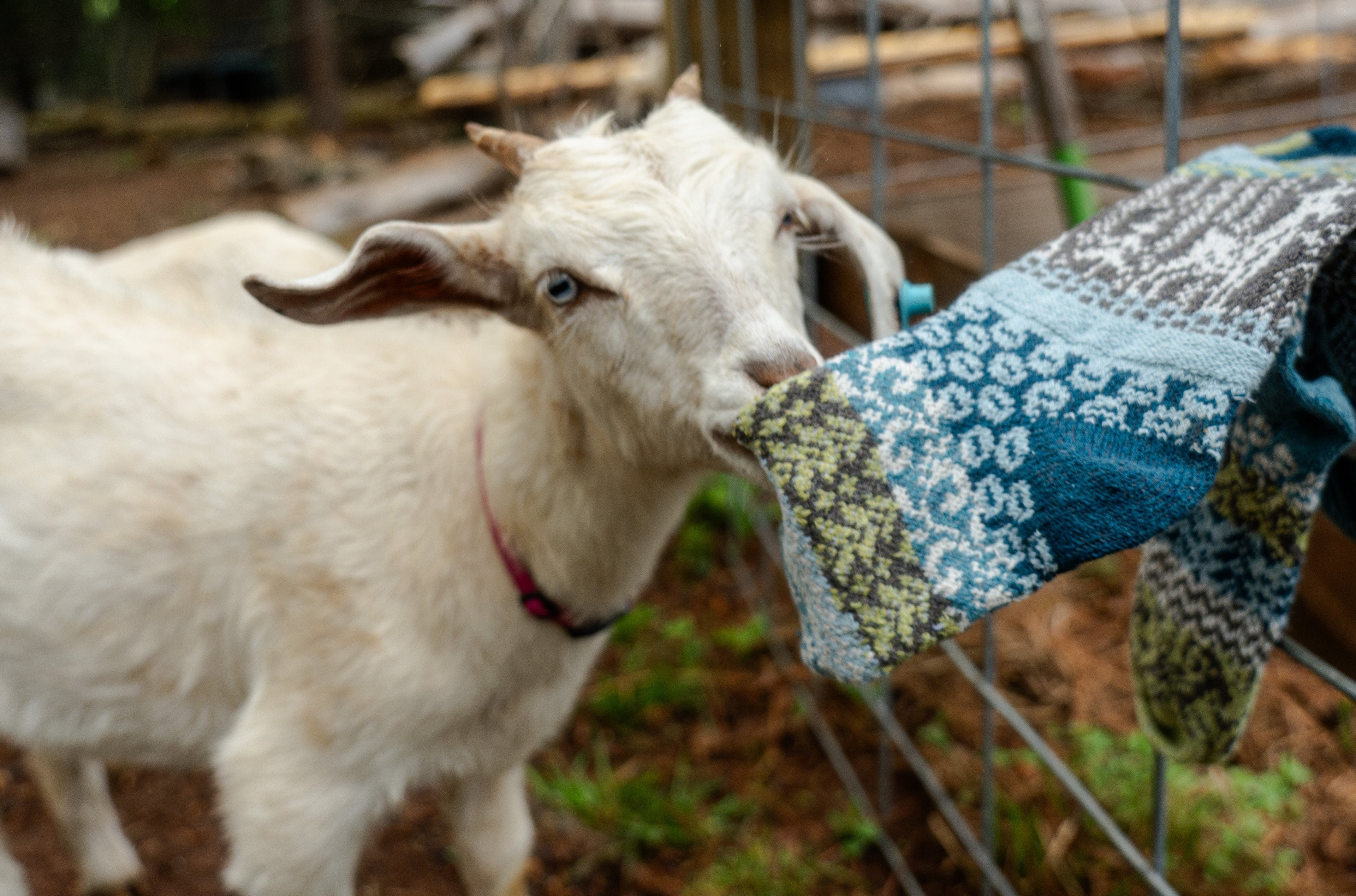 Humktnn| Glacier Goat Crew Socks - Inspired by Nature, Supporting Conservation